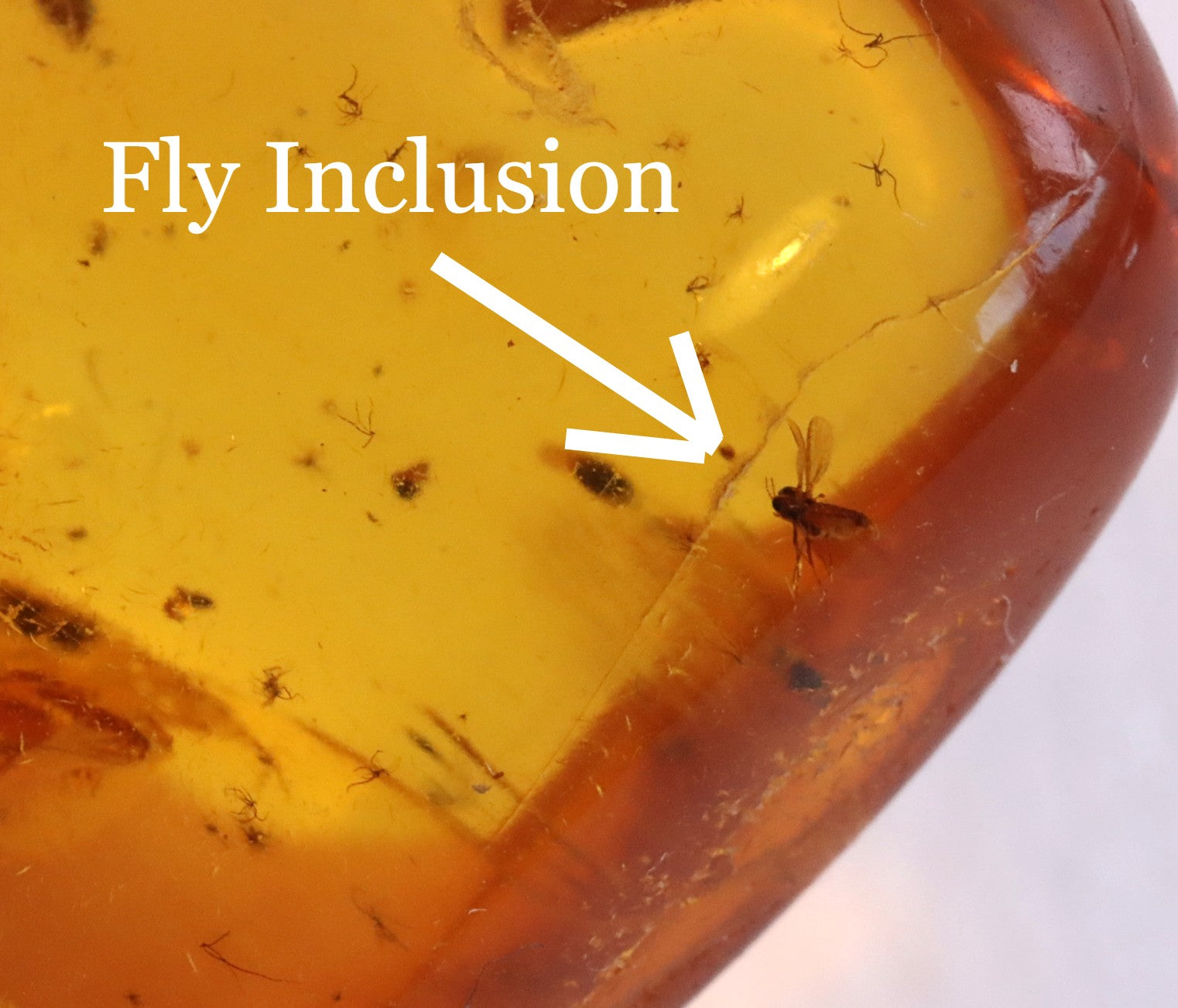 Gold Amber Pendant with Insect Inclusion