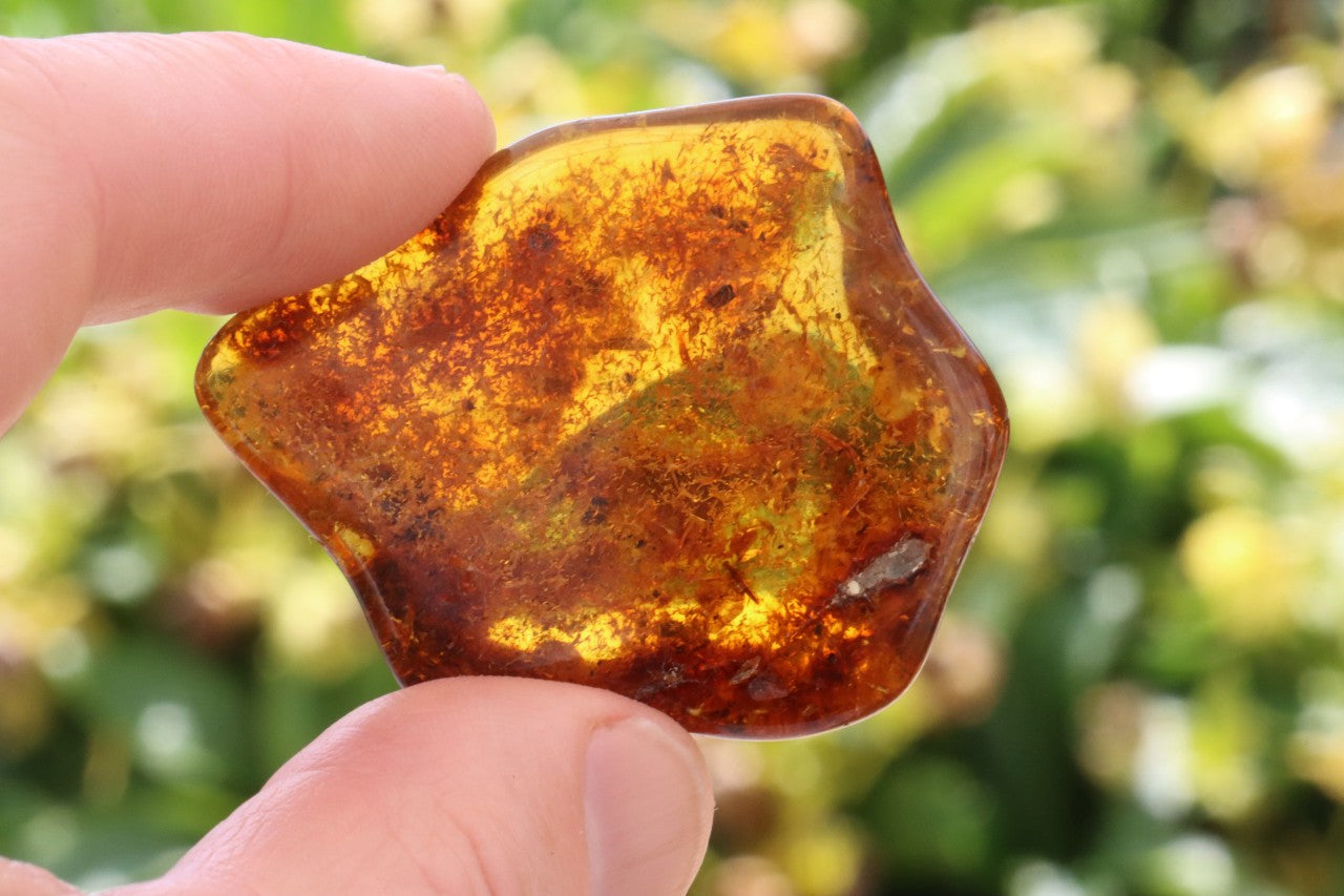 Smooth Baltic Amber Gemstone Presentation Box Included.