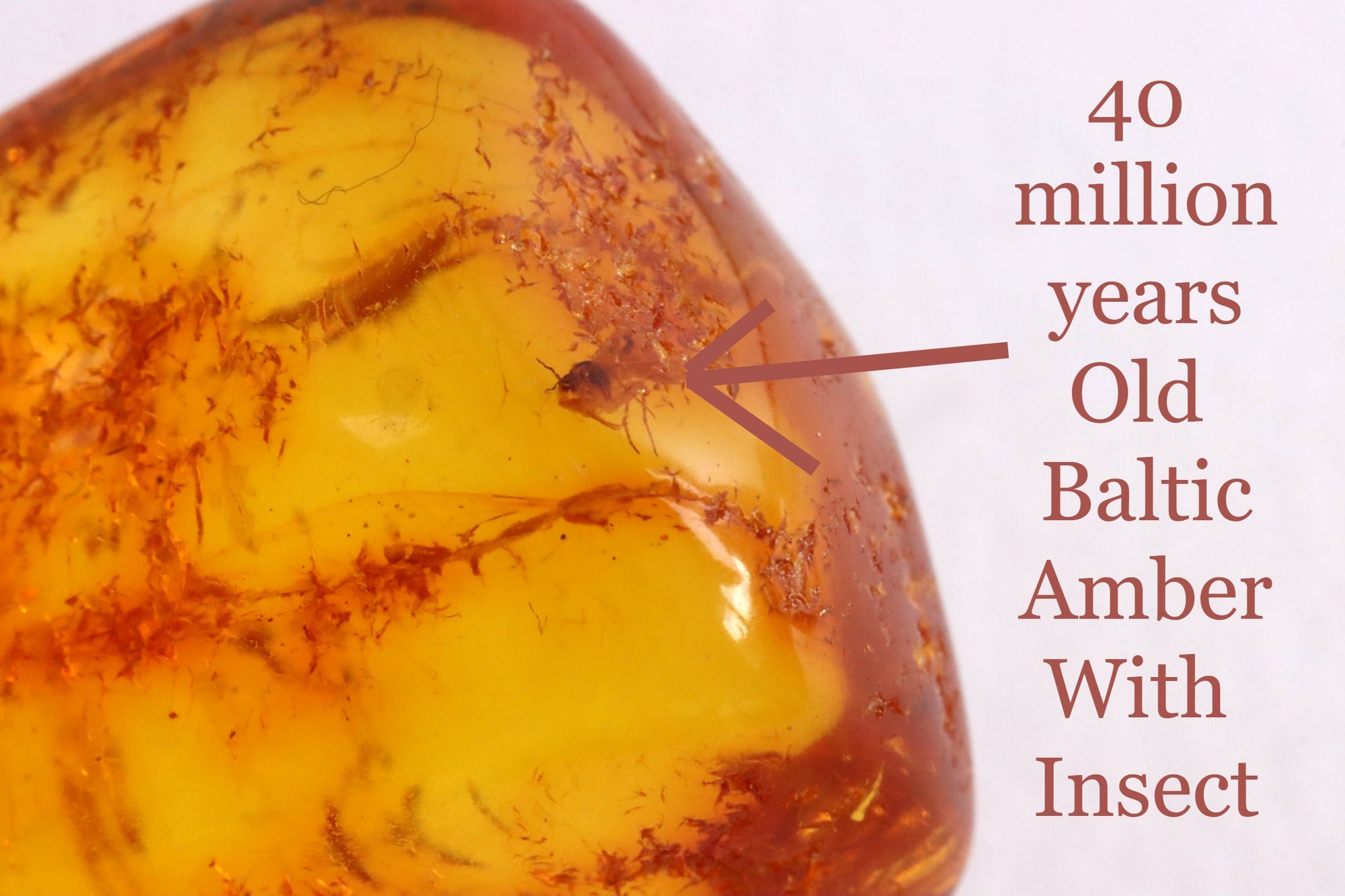 Amber Pendant Insect Inclusion