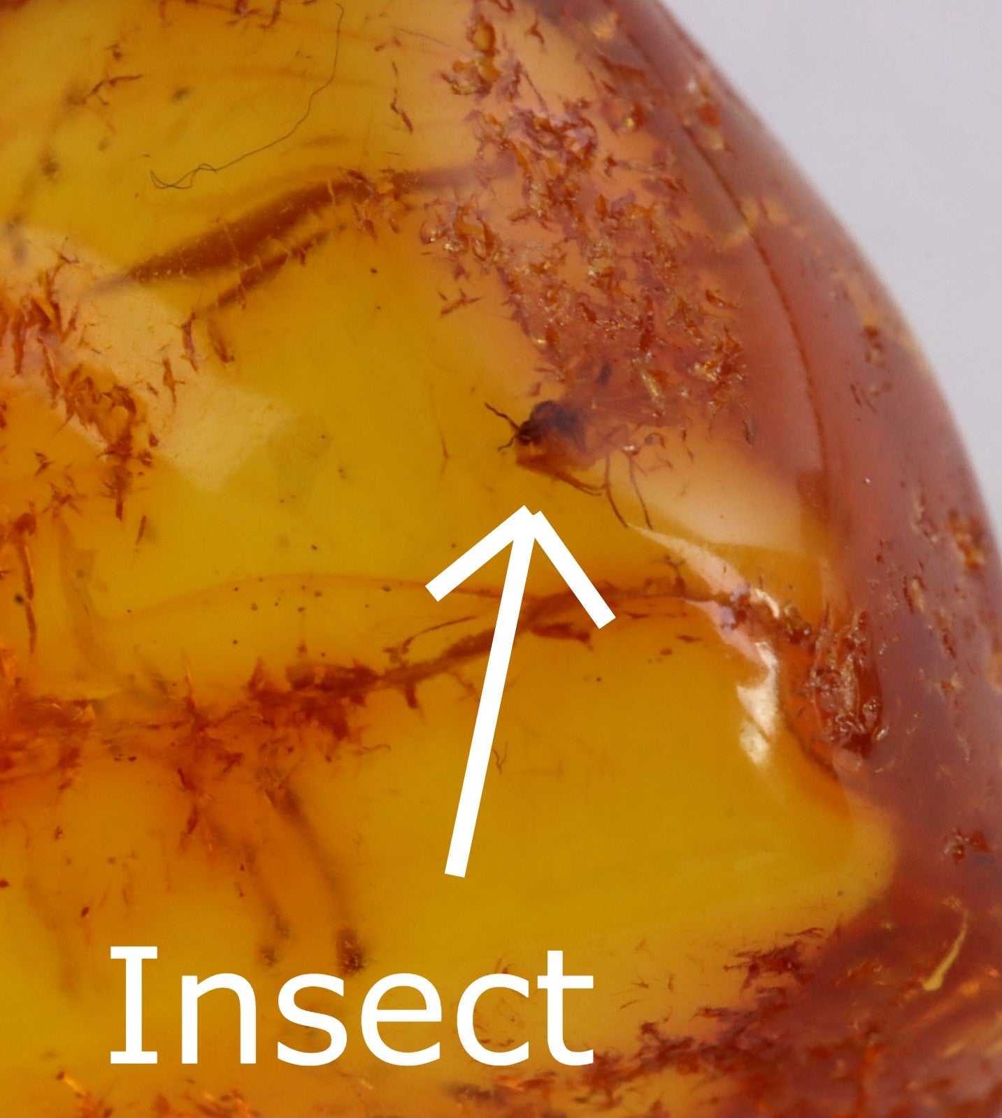 Amber Pendant Insect Inclusion