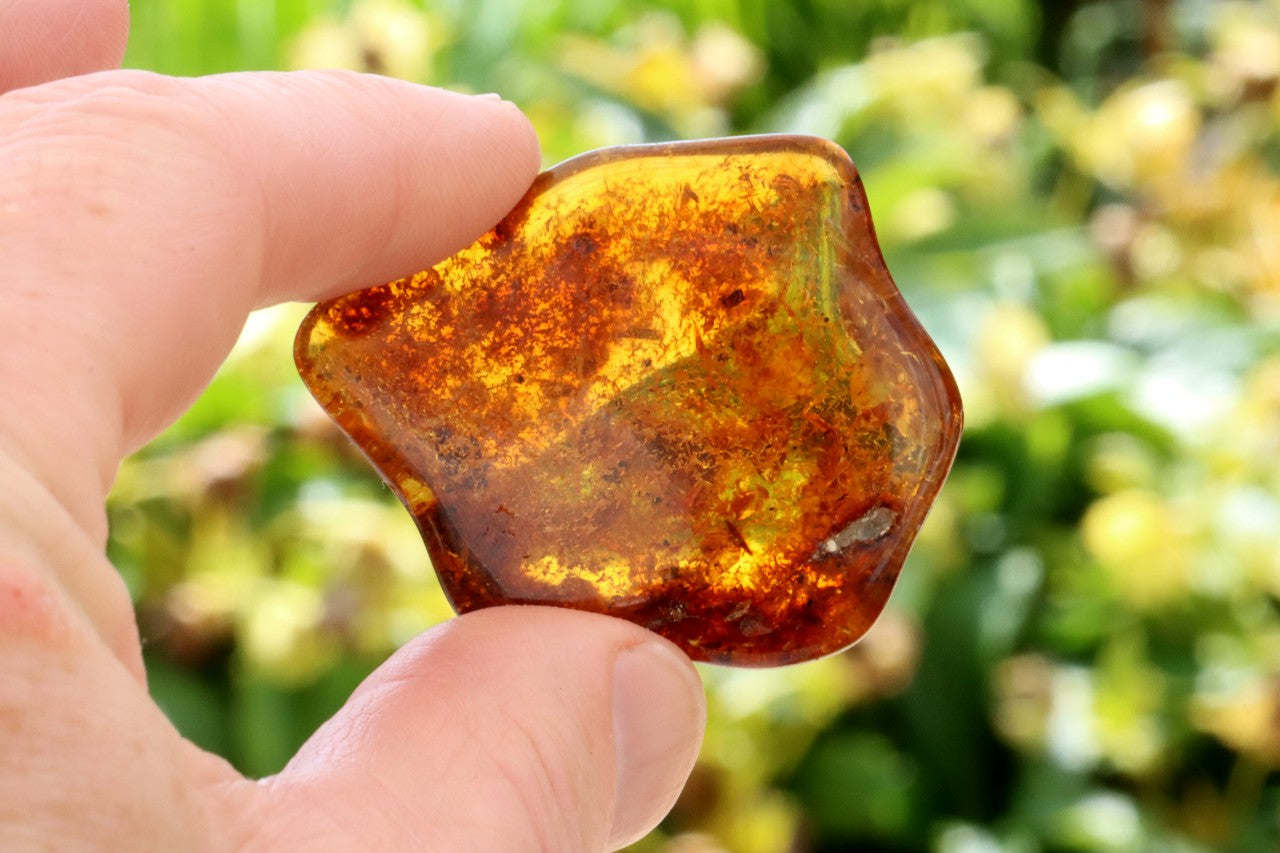 Smooth Baltic Amber Gemstone Presentation Box Included.