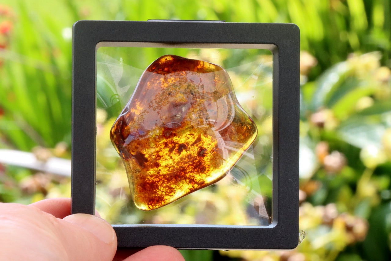 Smooth Baltic Amber Gemstone Presentation Box Included.