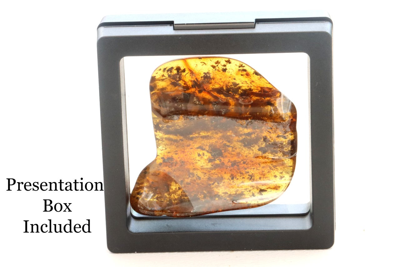Natural Baltic Amber Gem Presentation Box Included