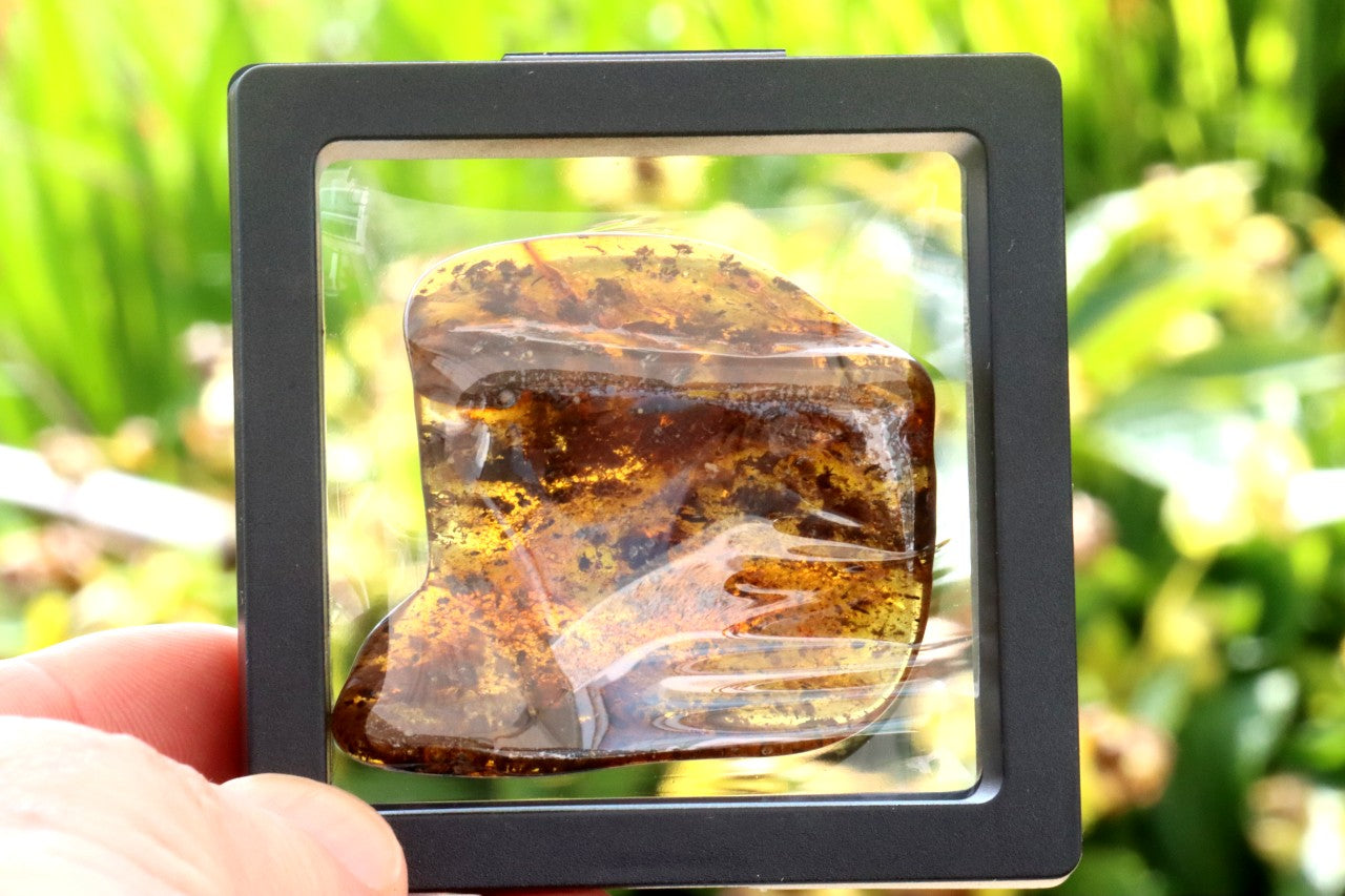 Natural Baltic Amber Gem Presentation Box Included