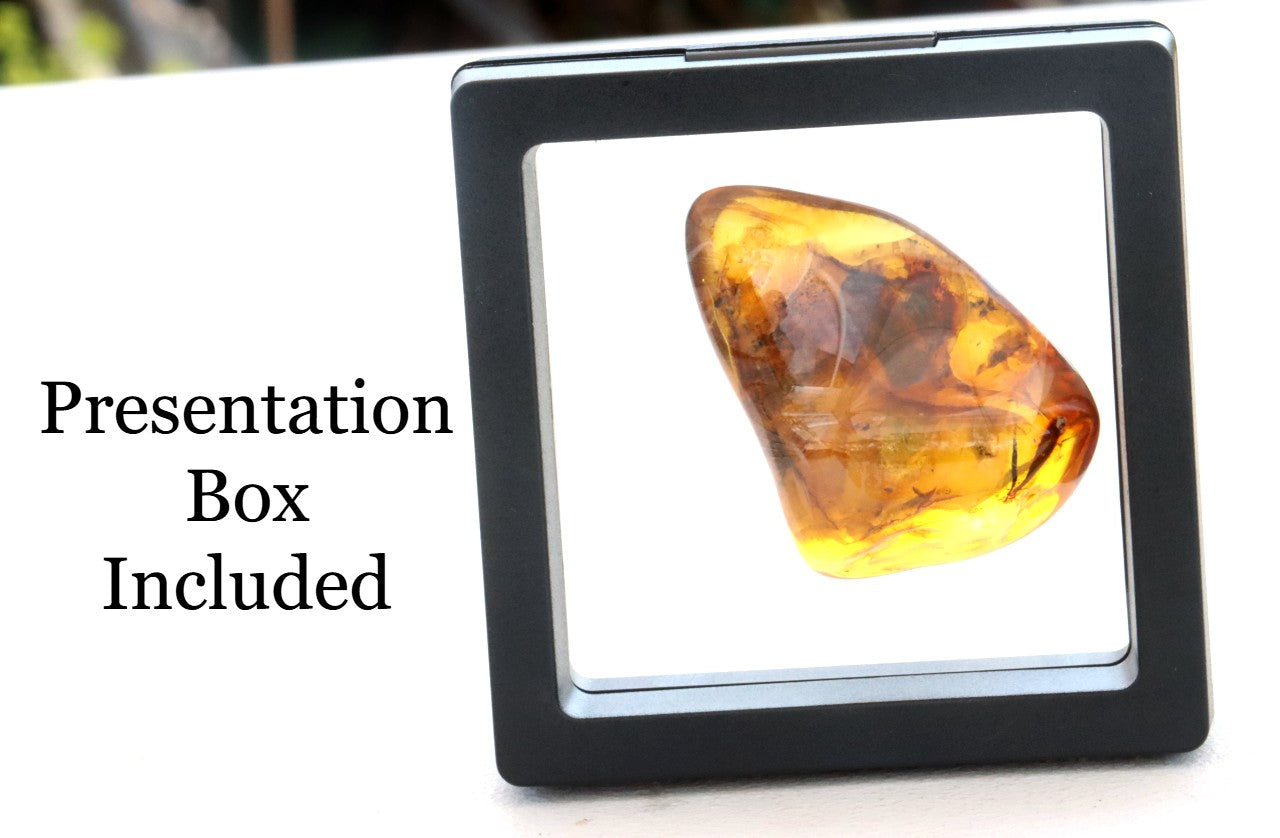 Amber Gem with Insect Inclusion Presentation Box Included