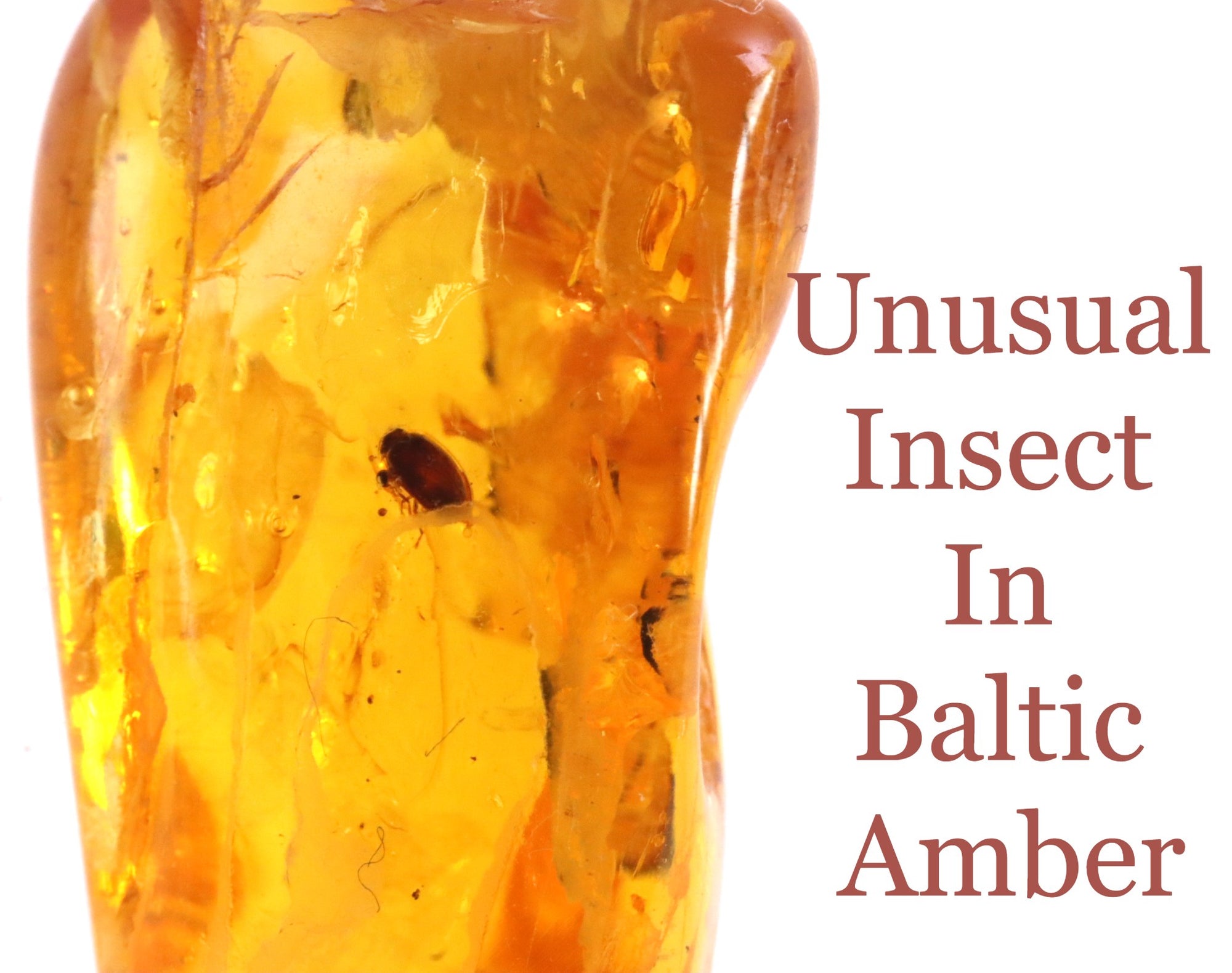 Bug in Amber