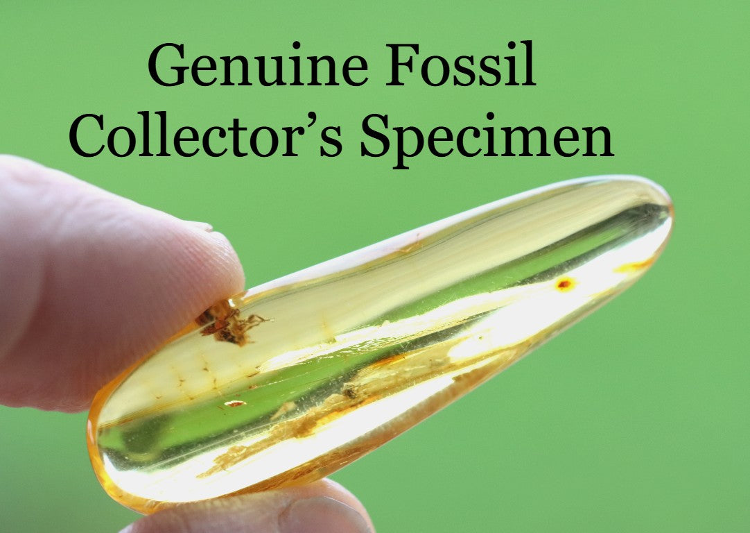 40 Million Year Old Baltic Amber with 2 X Insect Inclusions