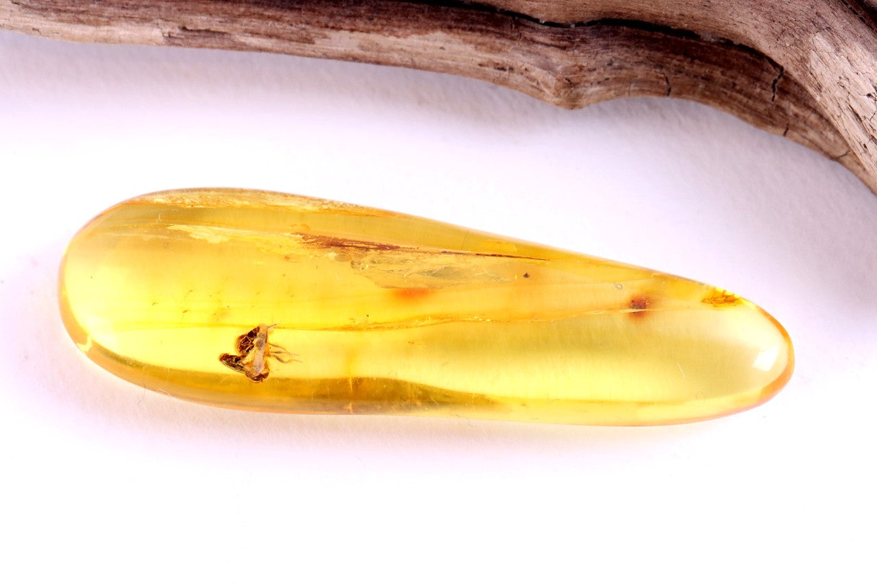 40 Million Year Old Baltic Amber with 2 X Insect Inclusions