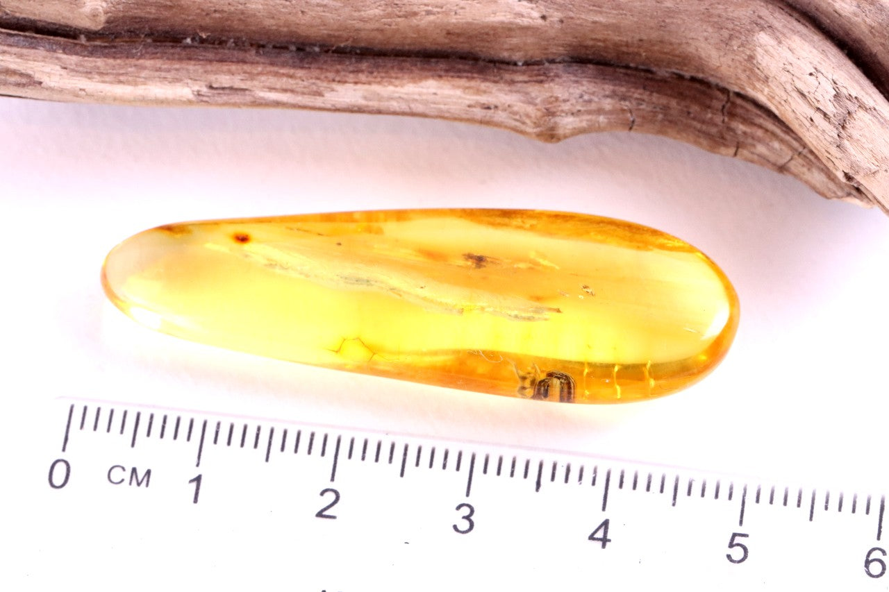 40 Million Year Old Baltic Amber with 2 X Insect Inclusions
