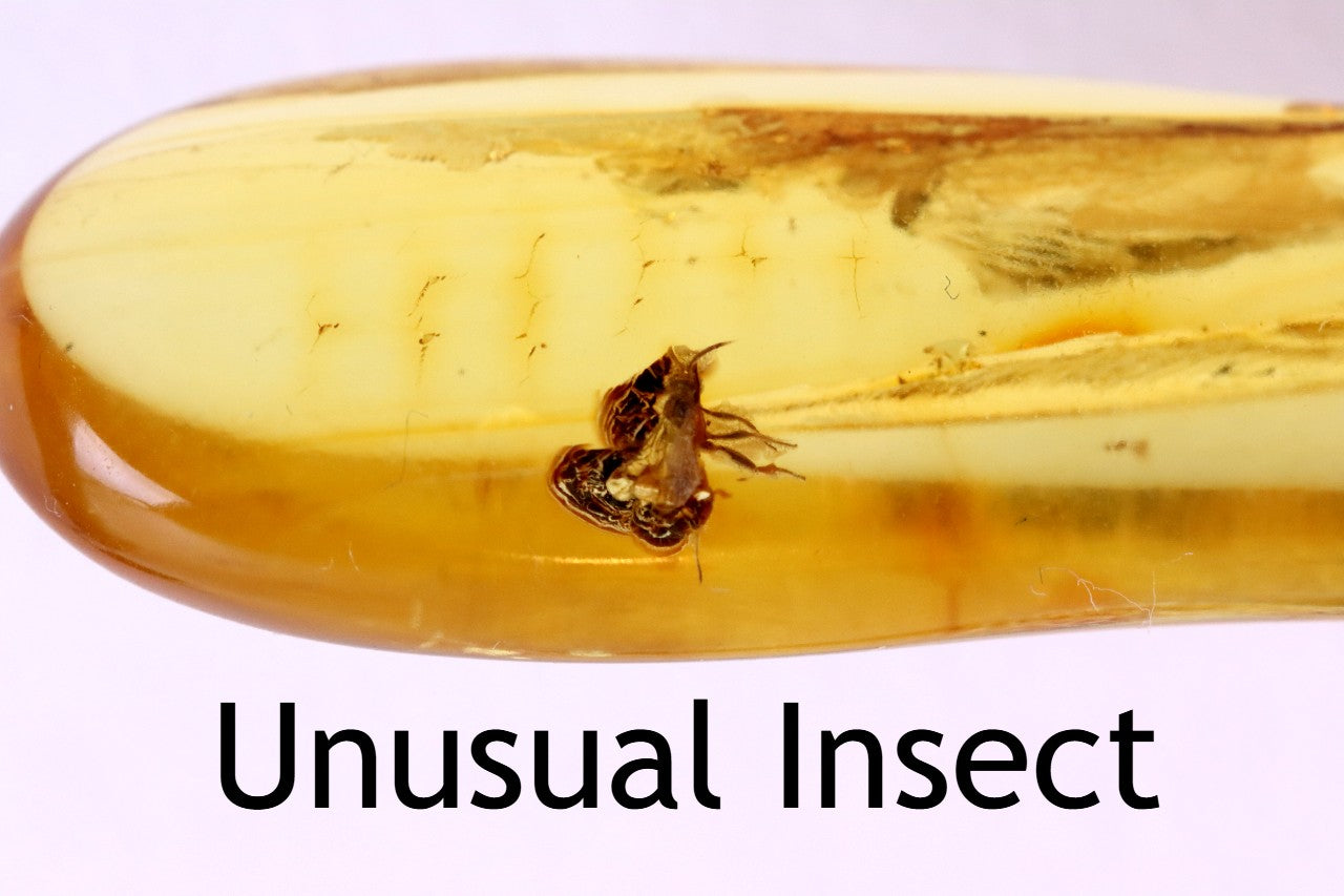 40 Million Year Old Baltic Amber with 2 X Insect Inclusions