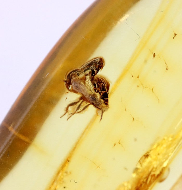 40 Million Year Old Baltic Amber with 2 X Insect Inclusions