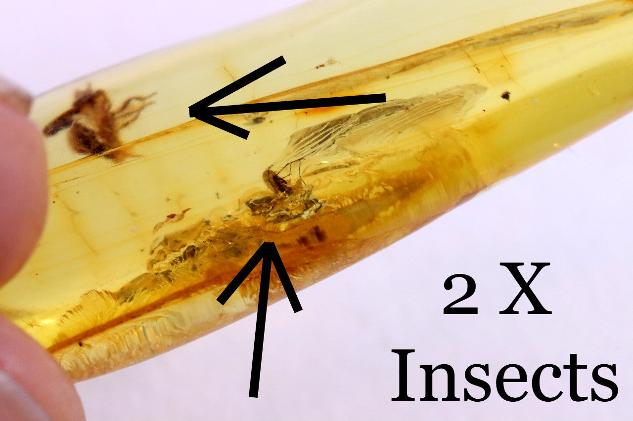 40 Million Year Old Baltic Amber with 2 X Insect Inclusions
