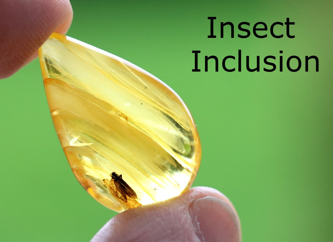40 Million-Year-Old Baltic Amber with Insect