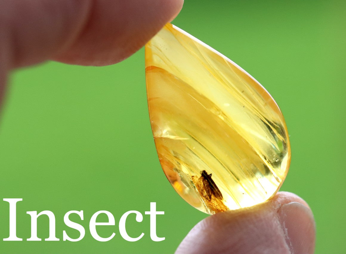 40 Million-Year-Old Baltic Amber with Insect