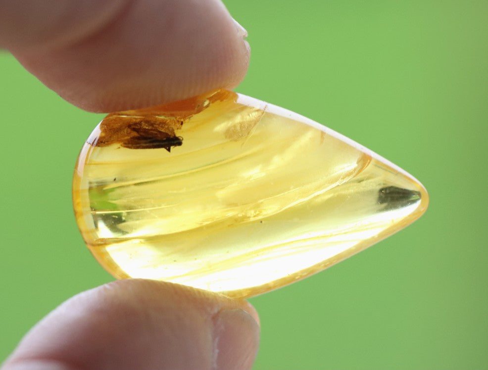 40 Million-Year-Old Baltic Amber with Insect