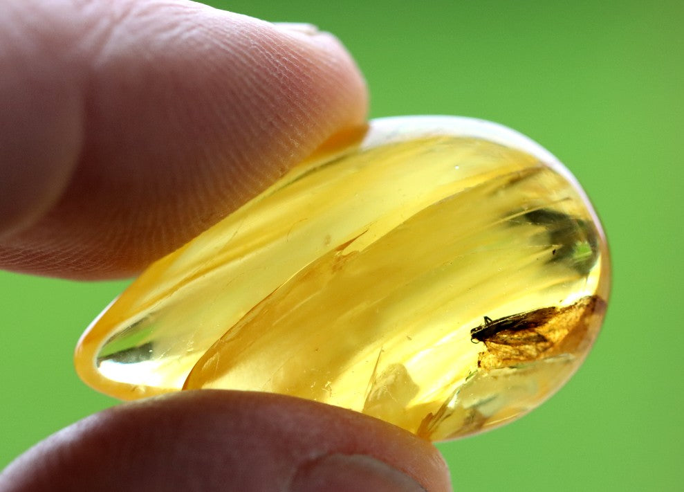 40 Million-Year-Old Baltic Amber with Insect