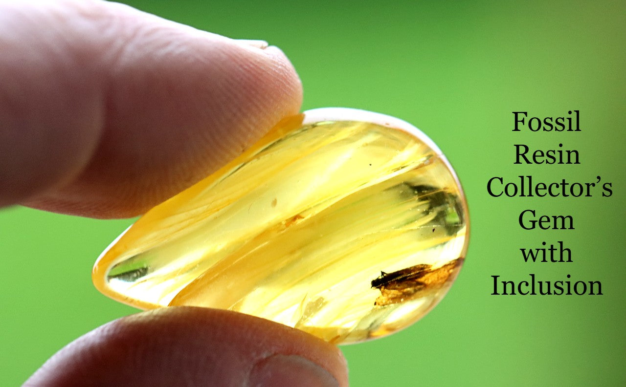 40 Million-Year-Old Baltic Amber with Insect