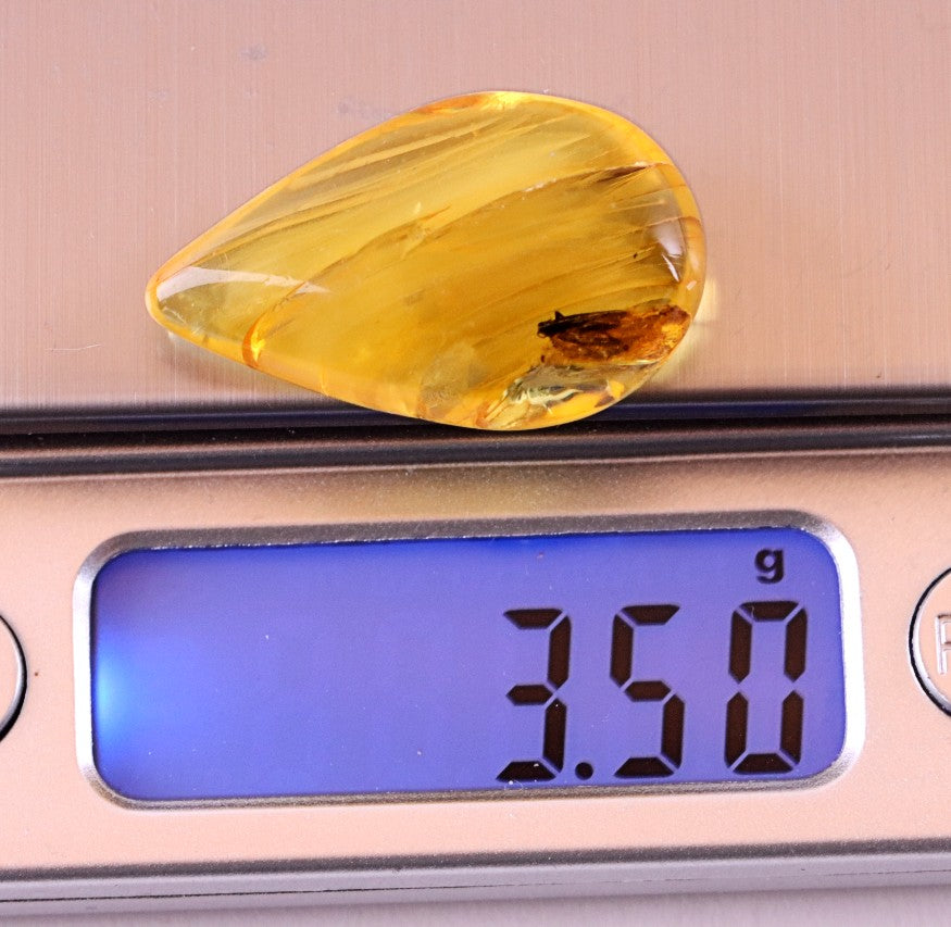 40 Million-Year-Old Baltic Amber with Insect