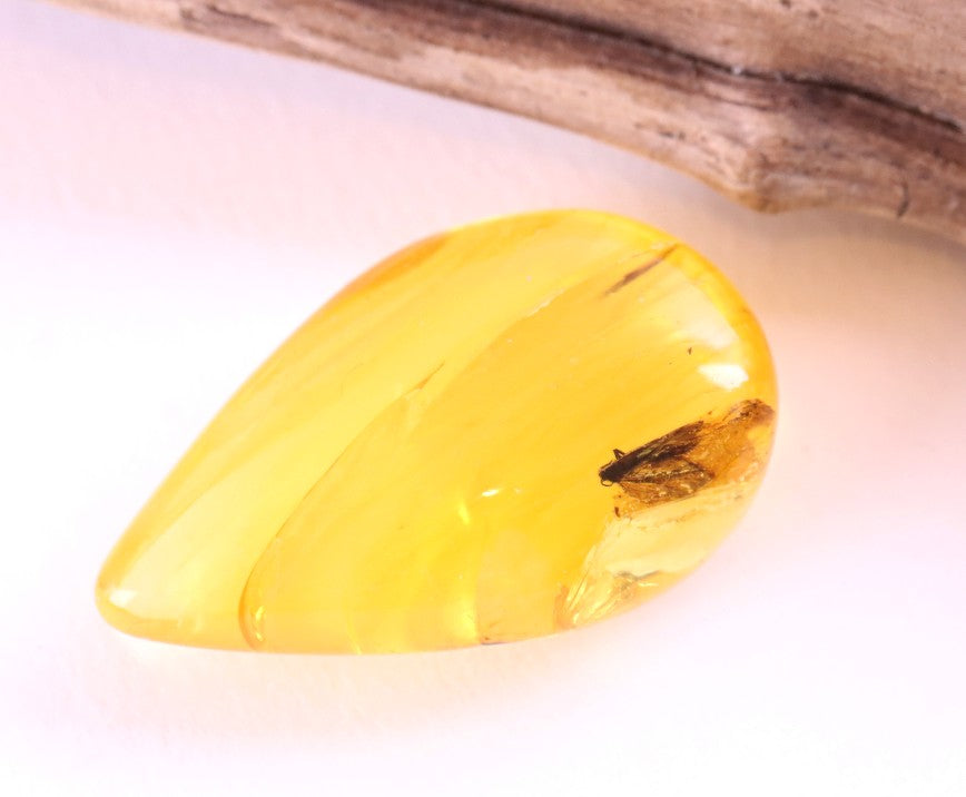 40 Million-Year-Old Baltic Amber with Insect