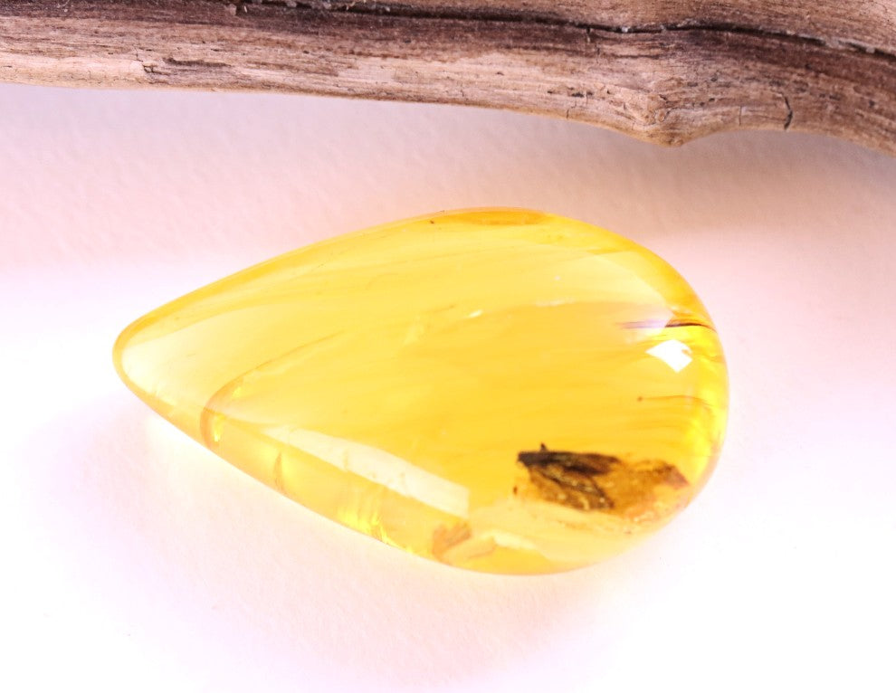 40 Million-Year-Old Baltic Amber with Insect