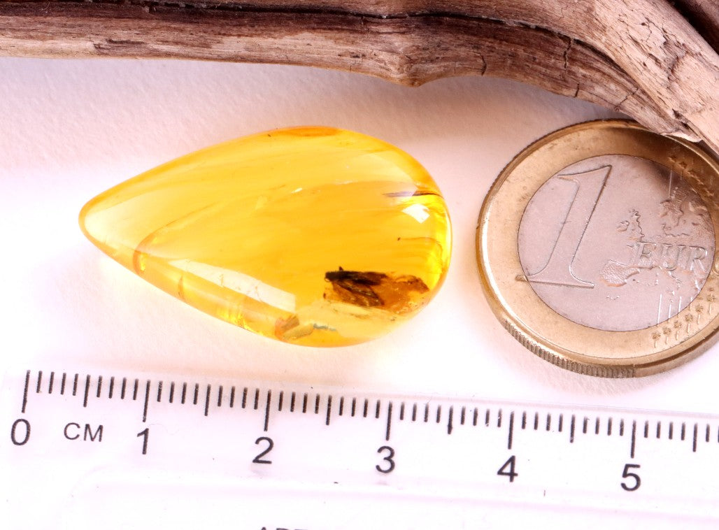 40 Million-Year-Old Baltic Amber with Insect