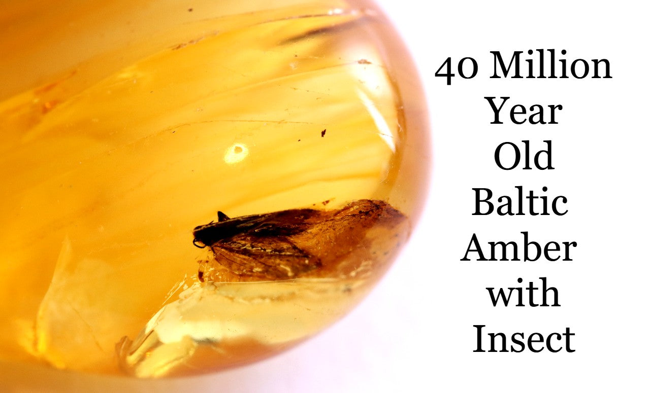 40 Million-Year-Old Baltic Amber with Insect