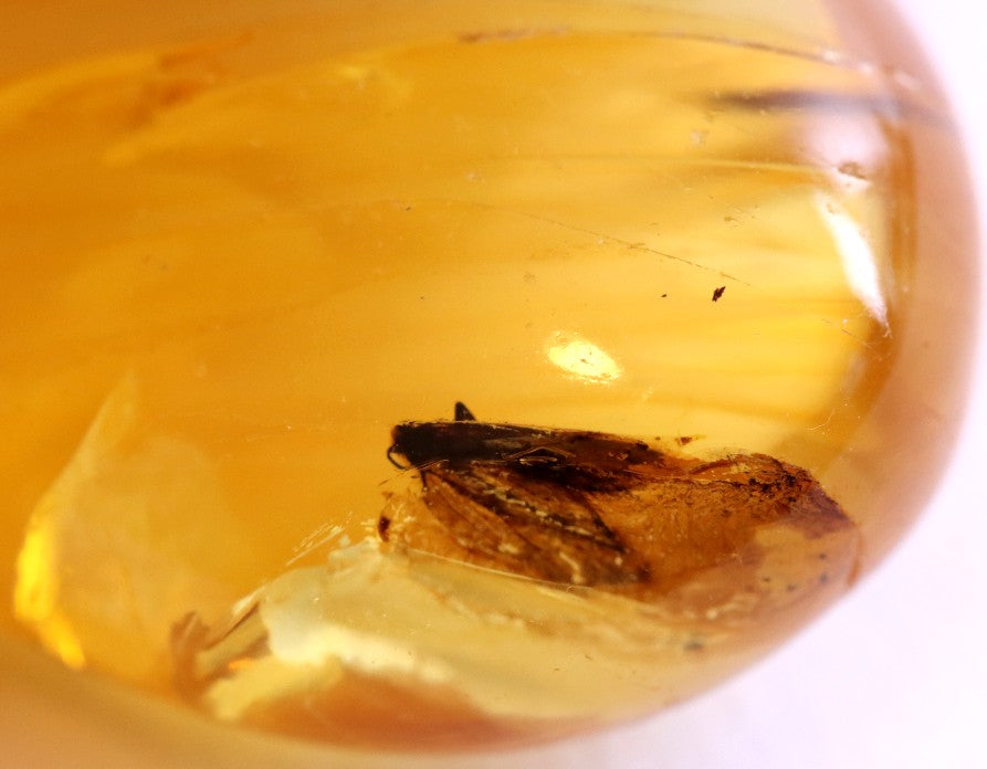 40 Million-Year-Old Baltic Amber with Insect