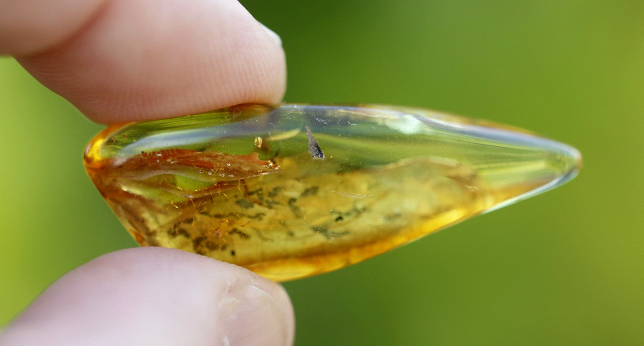 Baltic Amber With Fly Inclusion