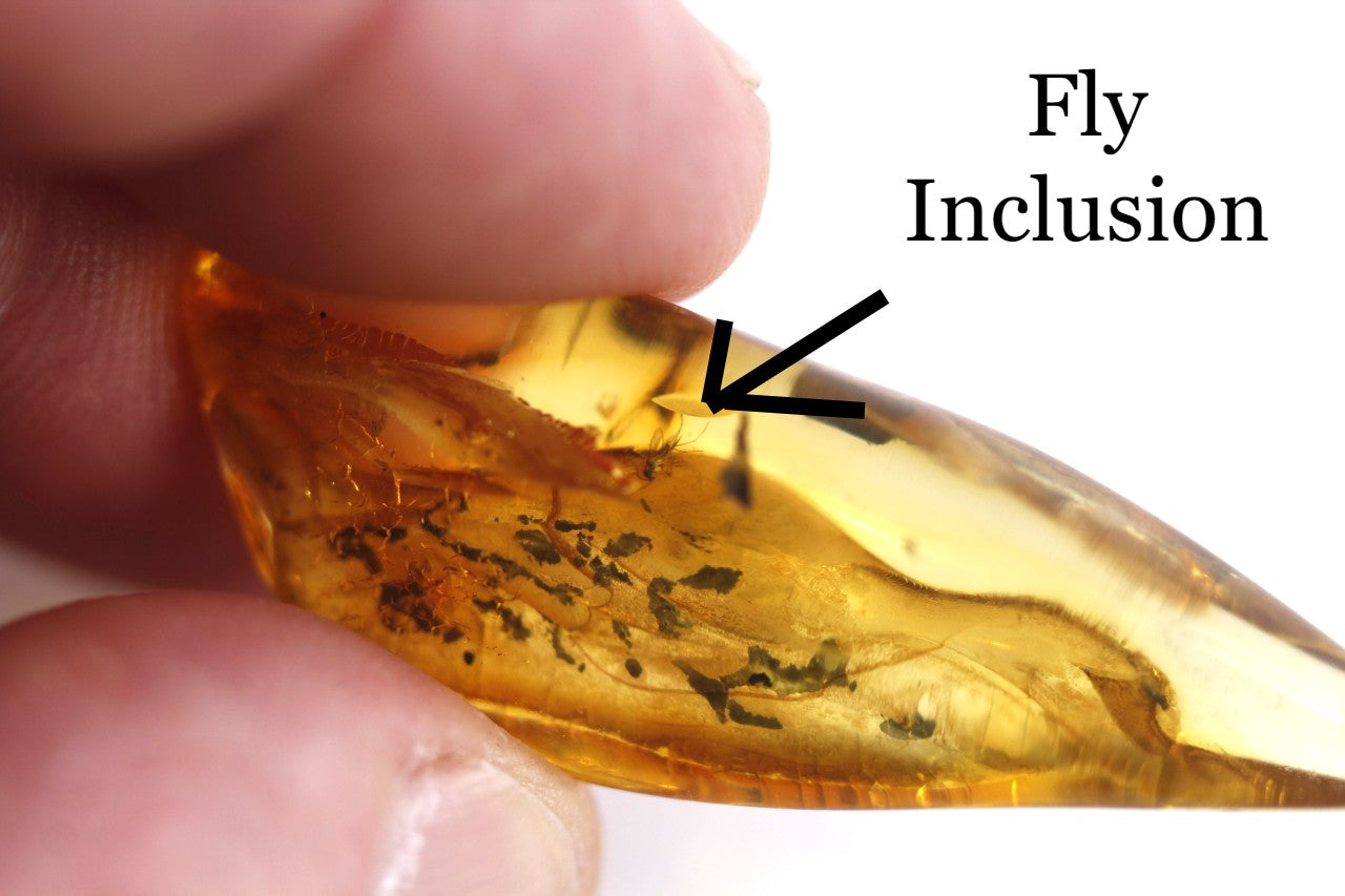 Baltic Amber With Fly Inclusion