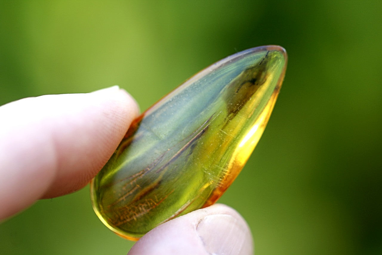 Insects Inclusions in Baltic Amber