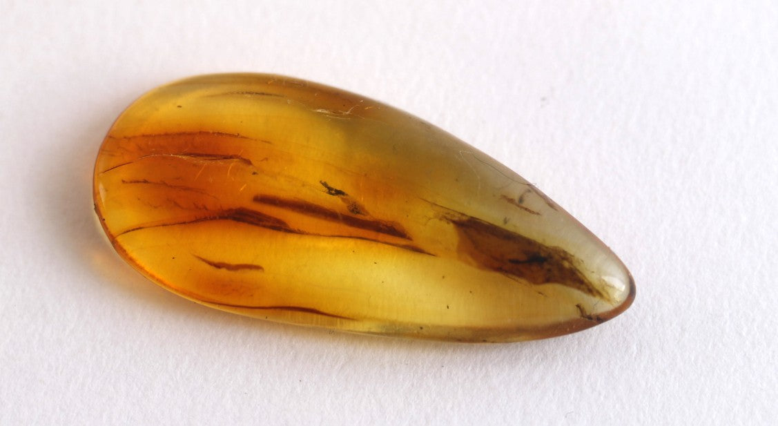 Insects Inclusions in Baltic Amber