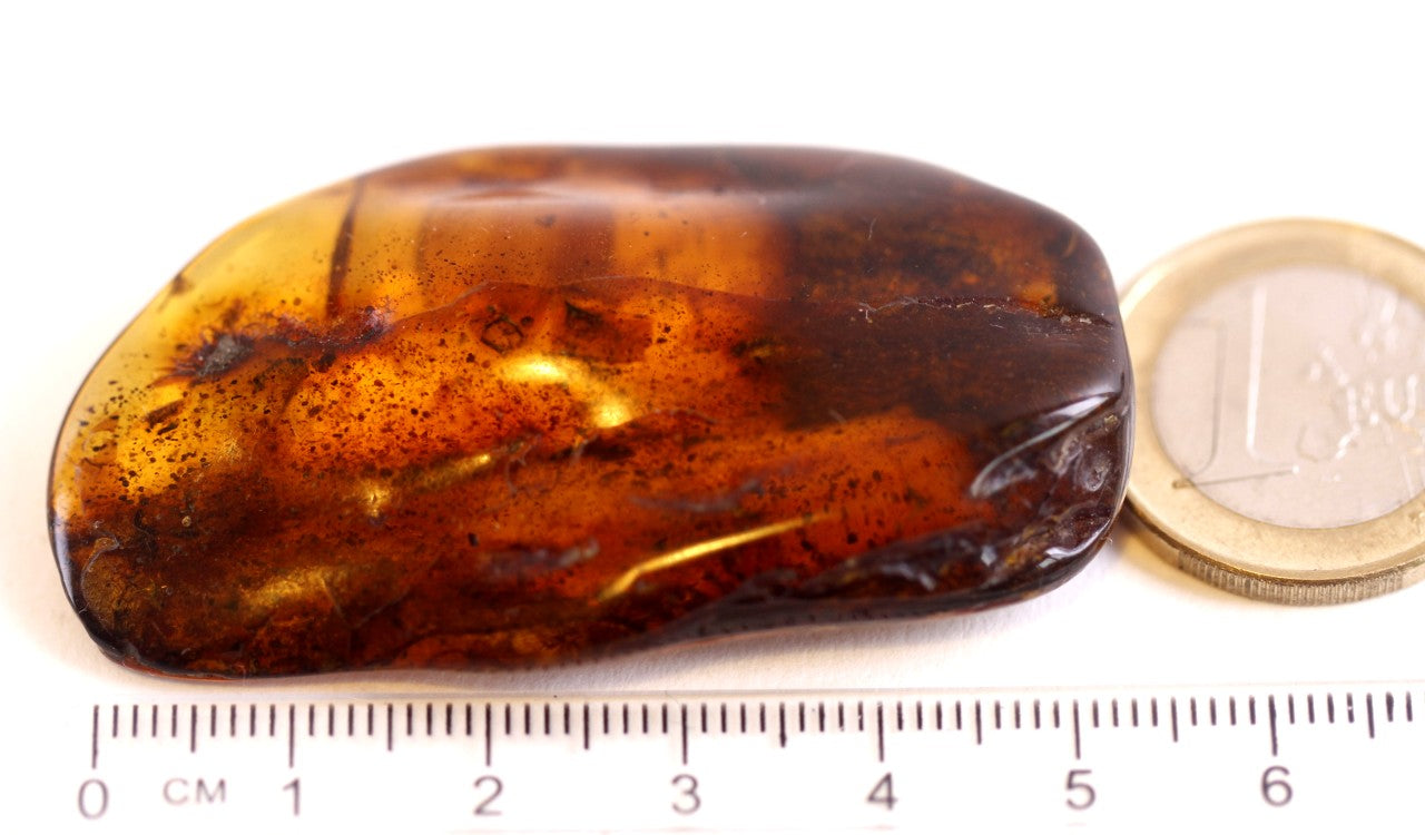 Insect in Amber 40 million year old Insect Inclusion