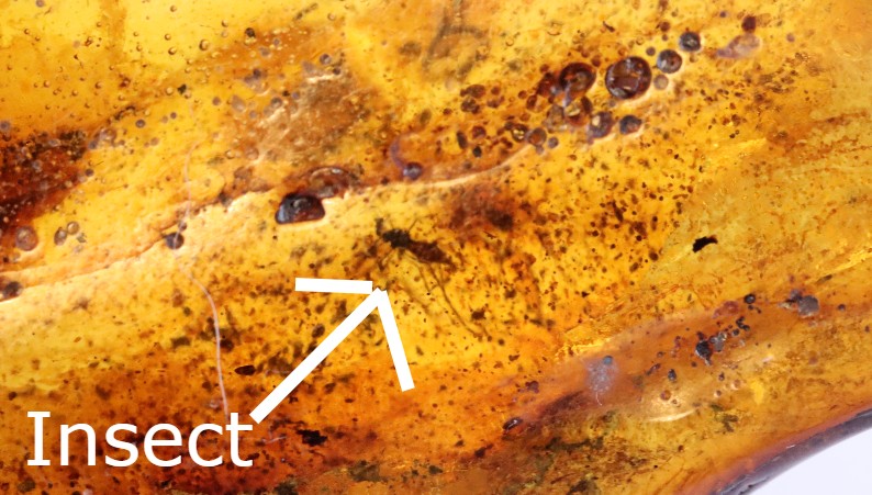 Insect in Amber 40 million year old Insect Inclusion