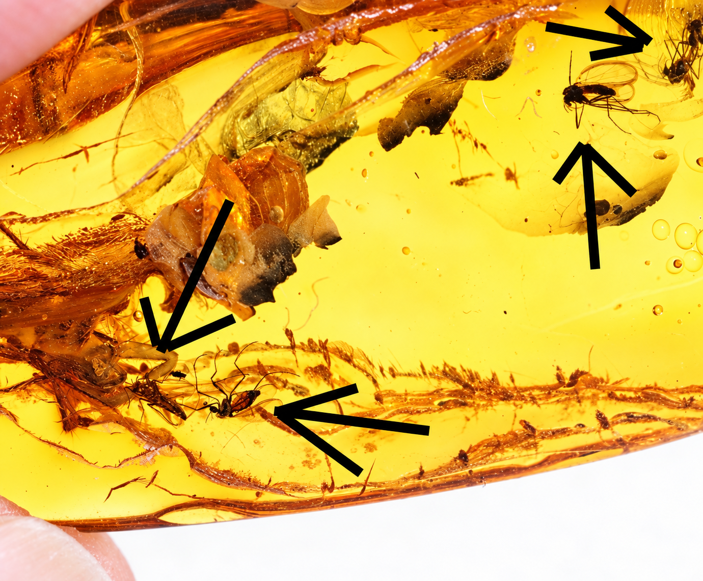 Baltic Amber with 6 Insect Inclusions