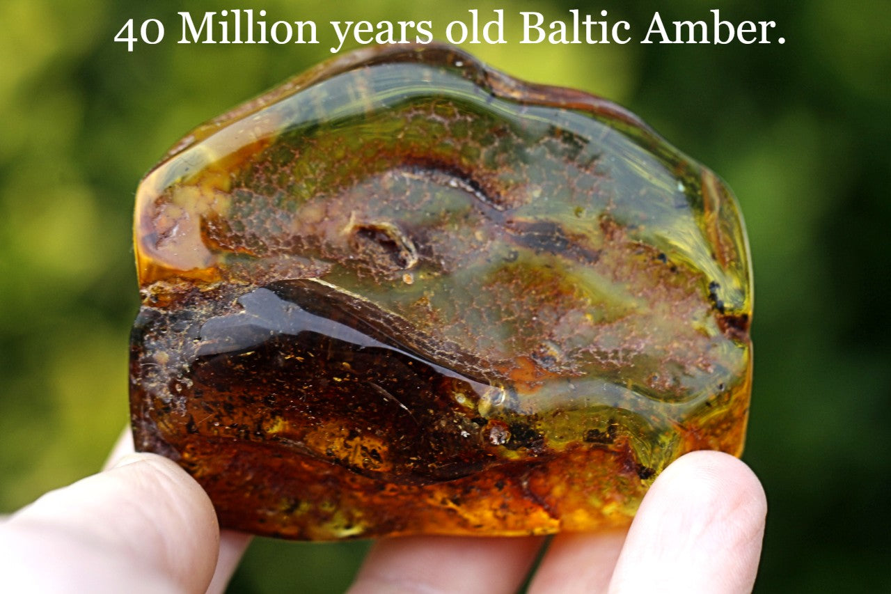 Large Museum Collector's  Baltic Amber