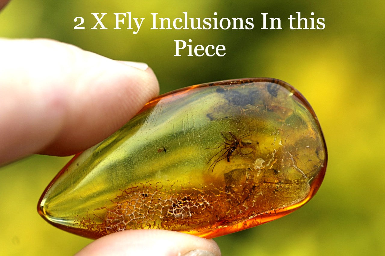 Amber Collector's Gem with 40 million year old Insect Inclusions