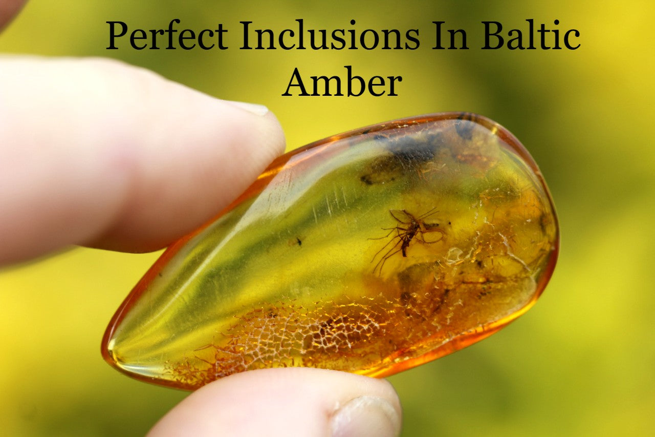 Amber Collector's Gem with 40 million year old Insect Inclusions