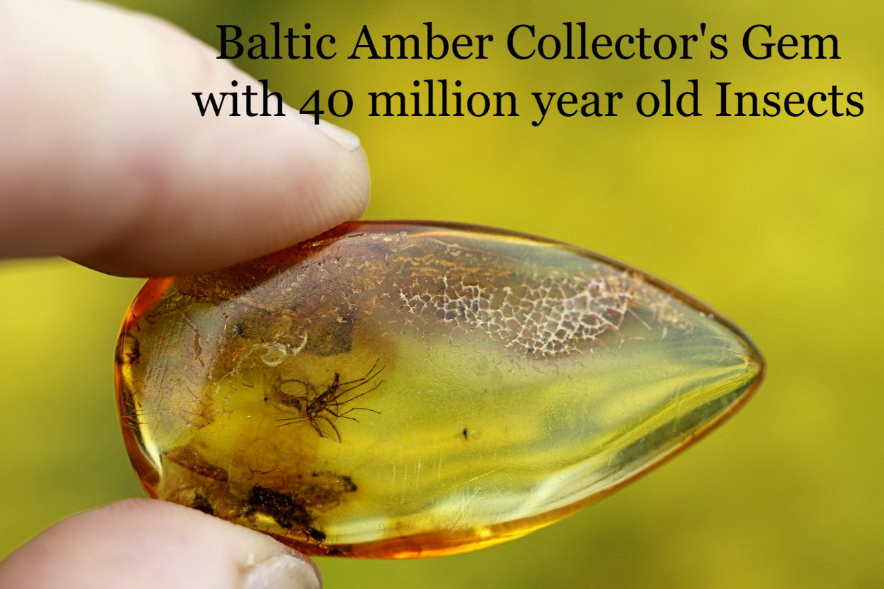 Amber Collector's Gem with 40 million year old Insect Inclusions