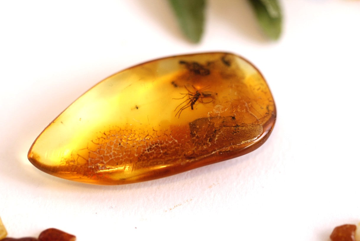 Amber Collector's Gem with 40 million year old Insect Inclusions