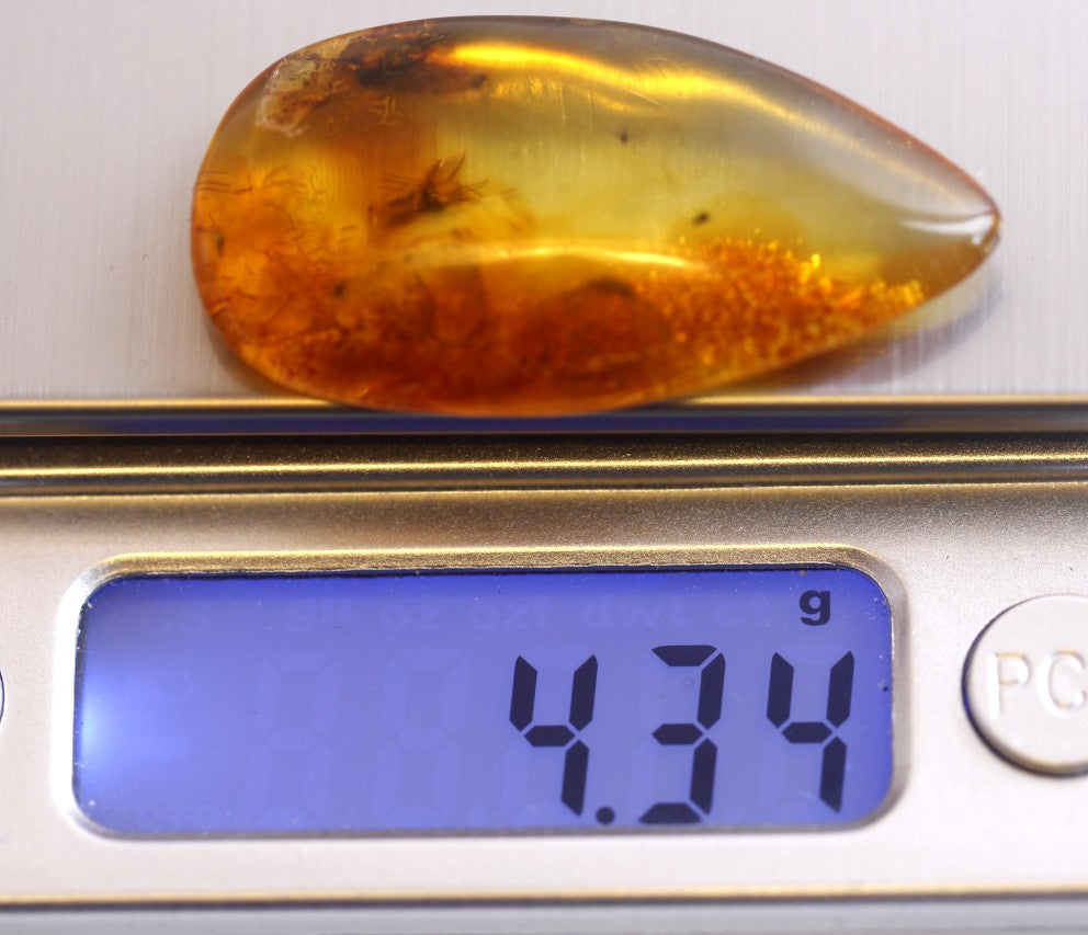 Amber Collector's Gem with 40 million year old Insect Inclusions