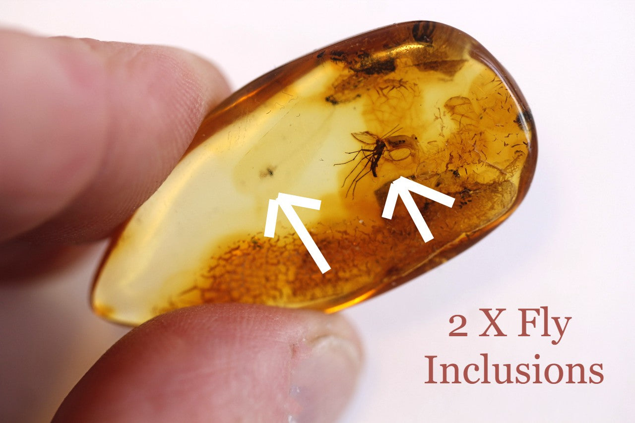 Amber Collector's Gem with 40 million year old Insect Inclusions