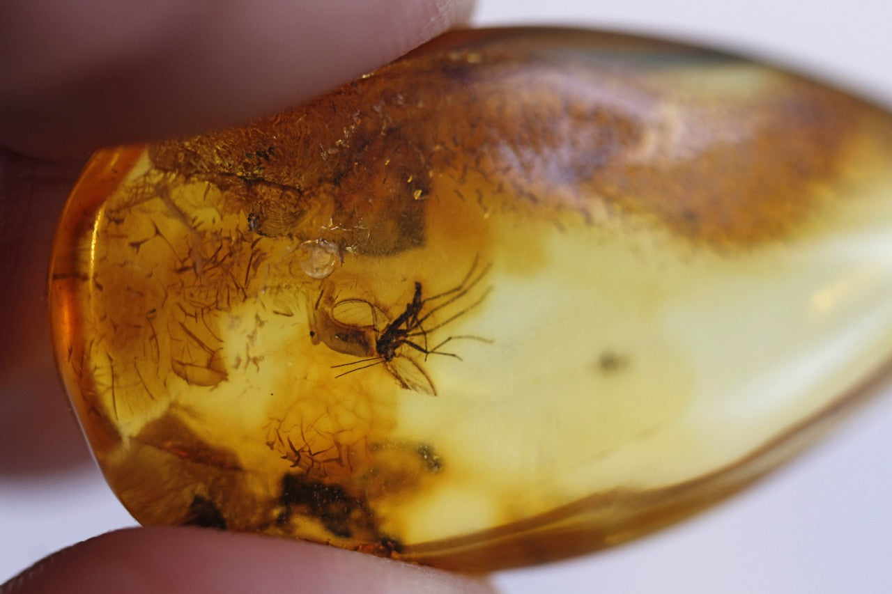 Amber Collector's Gem with 40 million year old Insect Inclusions