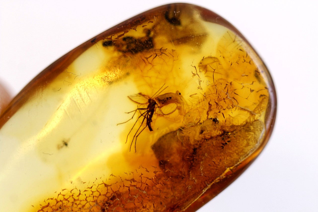 Amber Collector's Gem with 40 million year old Insect Inclusions