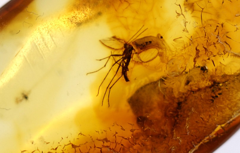 Amber Collector's Gem with 40 million year old Insect Inclusions