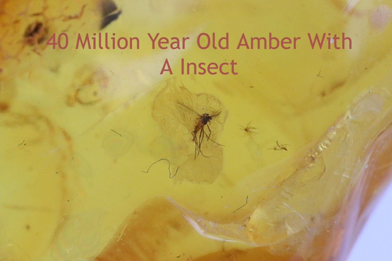 Handmade Amber Amulet With a Insect