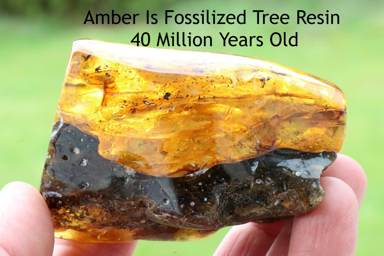 Massive 40 Million year old Baltic Amber Collector piece