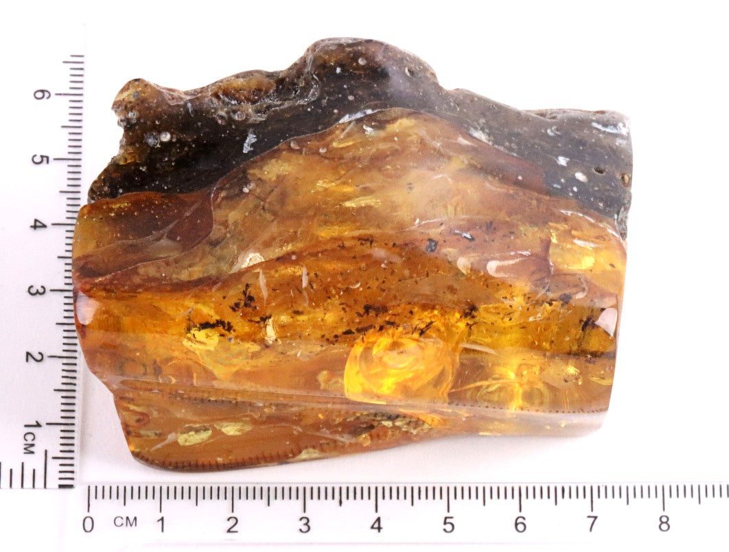 Massive 40 Million year old Baltic Amber Collector piece