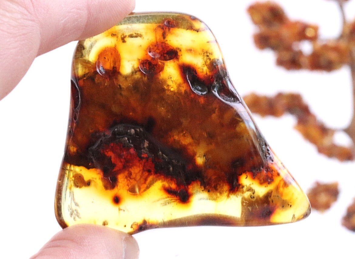 Gift for nature lover. Fossilized Tree Resin Gift